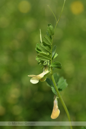 Basterdwikke; Hairy yellow vetch; Vicia hybrida