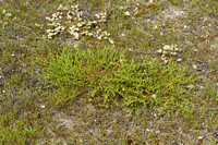 Behaard breukkruid; Hairy rupturewort; Herniaria hirsuta