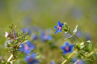 Blauw guichelheil; Poorman's weatherglass subsp. foemina; Anagalis arvensis foemina