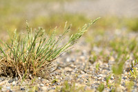 Blauw Kweldergras; Borrer's Saltmarsh-grass; Puccinellia fascicu