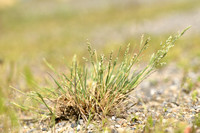 Blauw Kweldergras; Borrer's Saltmarsh-grass; Puccinellia fascicu