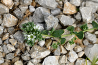 Corrigiola telephiifolia subsp. Imbricata