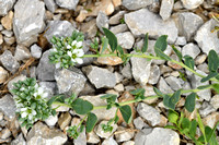 Corrigiola telephiifolia subsp. Imbricata