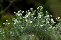 Dorycnium herbaceum