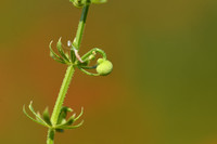 Driehoornig walstro; Corn cleavers; Galium tricornutum