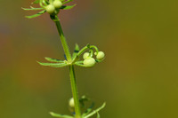 Driehoornig walstro; Corn cleavers; Galium tricornutum