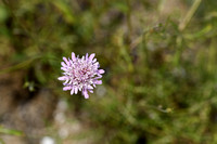 Duifkruid; Pincushion flower; Scabiosa columbaria