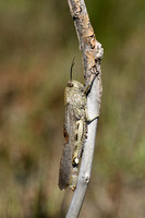 Egyptische treksprinkhaan; Egyptian Bird Grasshopper; Anacridium
