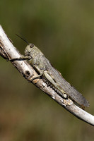 Egyptische treksprinkhaan; Egyptian Bird Grasshopper; Anacridium aegyptium