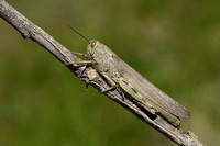 Egyptische treksprinkhaan; Egyptian Bird Grasshopper; Anacridium aegyptium