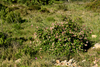 Etruscan honeysuckle; Lonicera etrusca