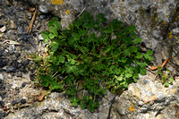 Gedrongen klaver; Suffocated clover; Trifolium suffocatum