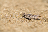 Gewoon Stipschild; Common Dinging Grasshopper; Acrotylus insubricus