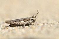 Gewoon Stipschild - Common Dinging Grasshopper - Acrotylus insubricus