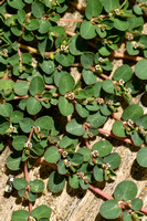 Gladde wolfsmelk; Round-leaved Spurge; Euphorbia serpens