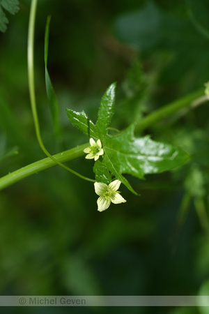 Heggenrank; White bryony; Bryonia cretica subsp. Dioica