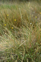 Helm; Marram grass; Calmagrostis arenaria