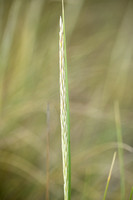 Helm; Marram grass; Calmagrostis arenaria