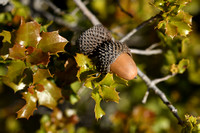 Hulsteik; Kermes Oak; Quercus coccifera