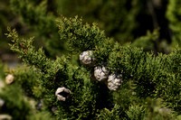 Italiaanse Cypres; Mediterranean cypress; Cupressus sempervirens