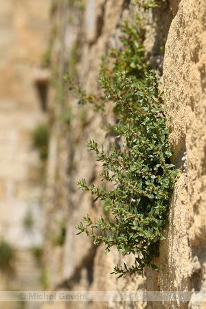 Klein glaskruid; Pellitory-of-the-wall; Parietaria judaica