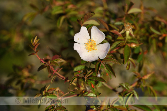 Kleinbloemige roos; Rosa micrantha