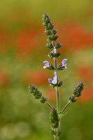 Kleinbloemige salie; Wild Clary; Salvia verbenaca