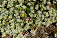 Kleine ooievaarsbek; Small-flowered Cranesbill; Geranium pusillu