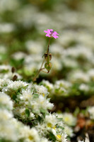 Kleine ooievaarsbek; Small-flowered Cranesbill; Geranium pusillu