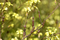 Knopherik; Raphanus raphanistrum subsp. landra