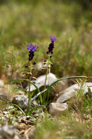 Kuifhyacint; Tassel Hyacinth; Muscari comosum