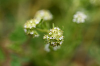 Lesser Cornsalad; Valerianella discoidea