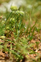 Lesser Cornsalad; Valerianella discoidea