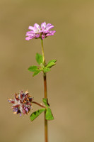 Perzische klaver; Trifolium resupinatum