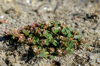 Ruwe Klaver; Rough Clover; Trifolium scabrum