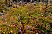 Ronde ooievaarsbek; Round leaved Cranesbill; Geranium rotundifol