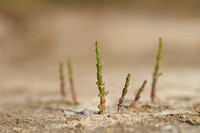Roodachtige zeekraal; Common Glasswort; Salicornia europaea