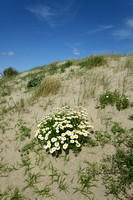 Seaside chamomile; Anthemis maritima