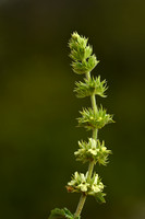 Sideritis hyssopifolia subsp. Eynensis