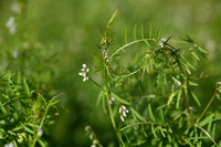 Slanke wikke; Slender Tare; Vicica tetrasperma subsp. Gracilis