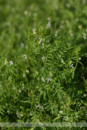 Slanke wikke; Slender Tare; Vicica tetrasperma subsp. Gracilis