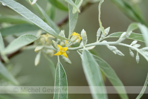 Smalle Olijfwilg; Oleaster; Elaeagnus angustifolia