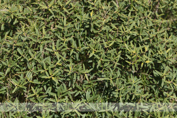 Steenlinde; Phillyrea angustifolia