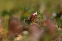 Sterklaver; Trifolium stellatum