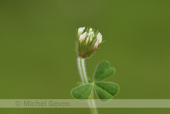 Sterklaver; Trifolium stellatum