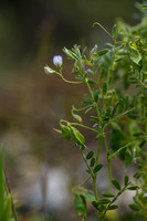 Vicia nigricans