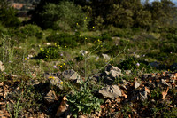 Witte mosterd; Sinapis alba