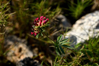 Anthyllis vulneraria subsp. rubriflora