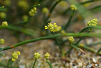 Zeedruif; Joint-pine; Ephedra distachya