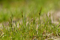 Zilte greppelrus; Frog Rush; Juncus ranarius